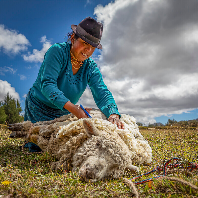 Print-Silver-Donald Fraser-farmer shearing sheep - Mike Rowe Memorial