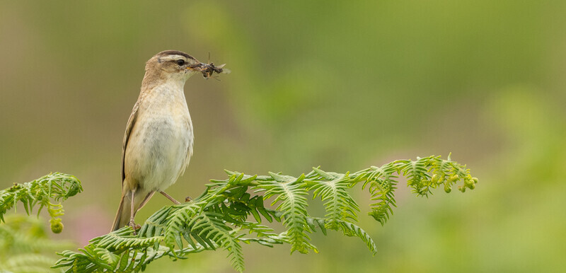 print-bronze-Ali Rees-Sedge Wabler with food - 1st Open