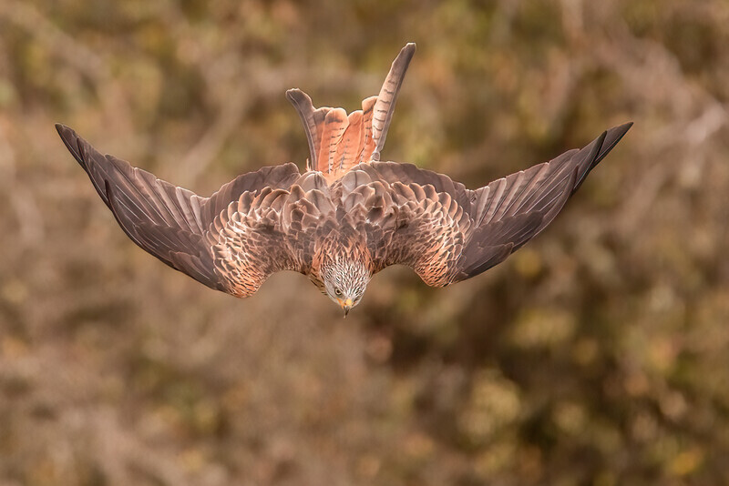 41-red kite display - 5 - Dave Bolton-Silver-Digital