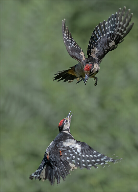 Silver-Digital-Charlie Kidd-woodpeckers battle - Nature