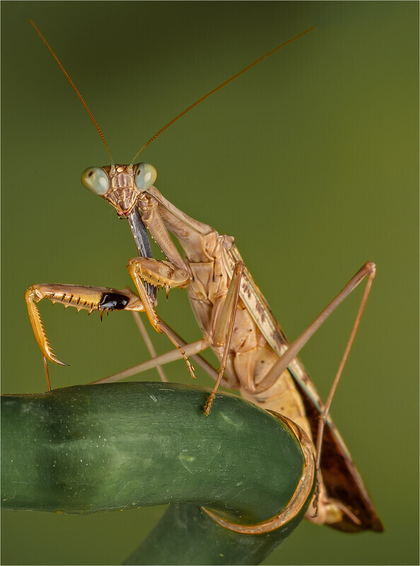 Print - Bronze - Charlie Kidd - Madagascan Marbled Mantis - The Gary Jenkins Memorial Macro & Close up