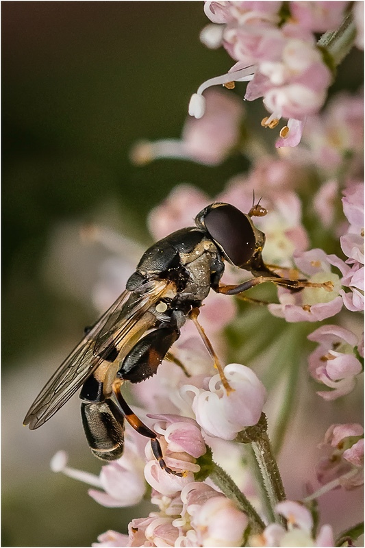 3rd Digital Syritta pipiens Cheryl Hewitt - Nature