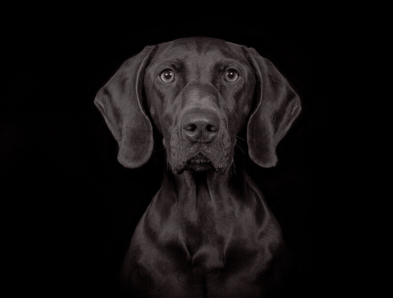 Highly Commended - Im listening -  for once Al Rees - Mono Pet Portraits