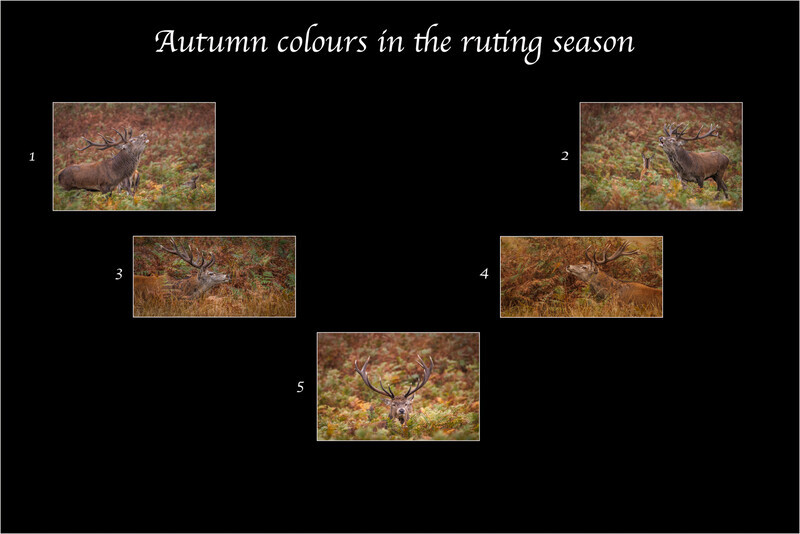 Autumn colours in the ruting season Layout - Dave Bolton - Bronze