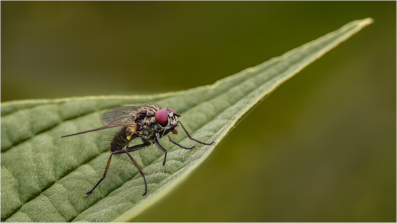 4 Leaf Life - Cheryl Hewitt - Silver