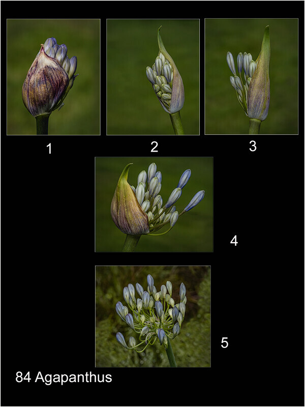 84 Agapanthus Print Panel Layout  - Cheryl Hewitt-Gold-PRINT