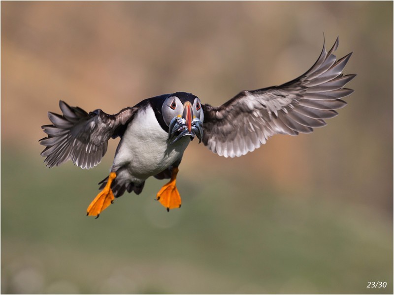 05_CE275_Puffin Score 231 - GARY JENKINS (CPAGB)