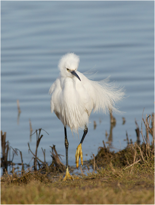 2nd PDI Little Egret Liz Wallis - 3rd Open