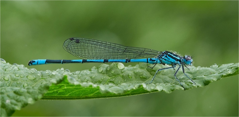 Bronze-John Whitehurst-Azure Damsel copy - Mike Rowe Memorial