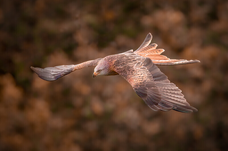 41-red kite display- 2 - Dave Bolton-Silver-Digital
