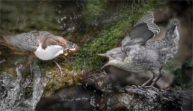 print-silver-Jan Sullivan-Open Wide - 1st Open