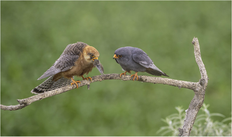 3rd PDI Red Footed Falcons Royston Packer - Natural History