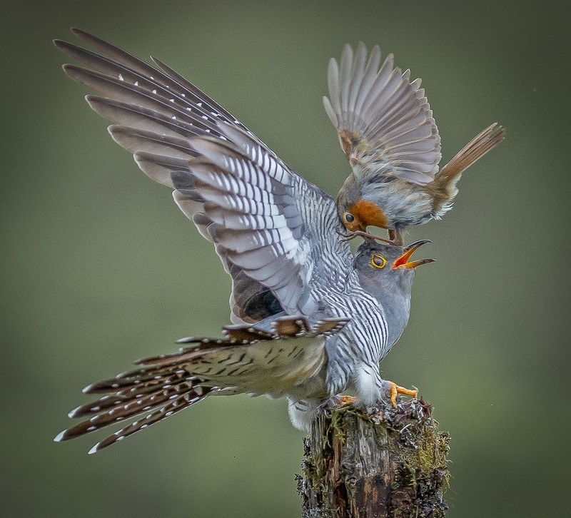 1st Print Cuckoo Robin Battle 2  Charlie Kidd - Nature