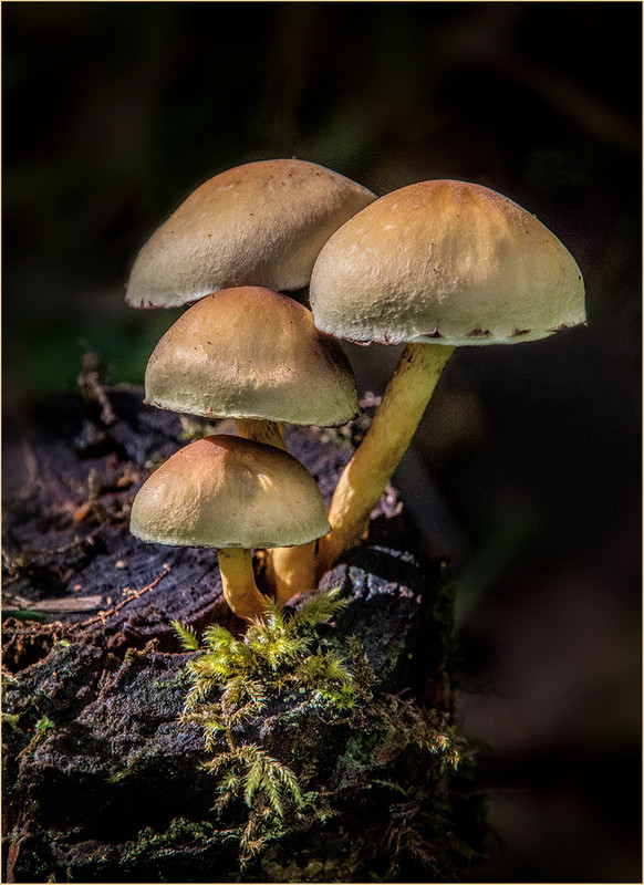 Roy Peters 2nd   Sulphur Tuft Fungus - Nature