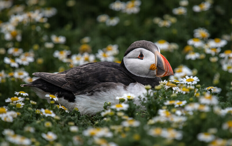 Rob Cox-Bronze Medal-Digital-Puffin in the daisies - 2nd Open