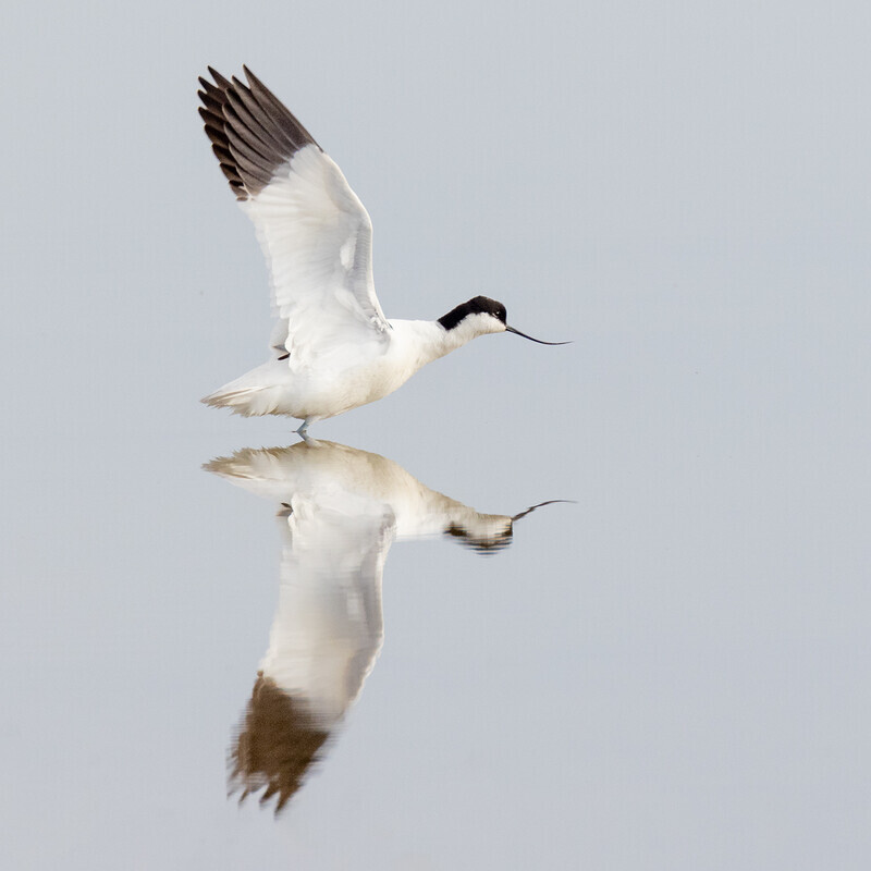 digital-Gold-Liz Wallis-Avocet Taking Off - 1st Open