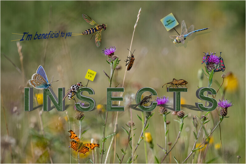 1st Cheryl Hewitt Save our Insects - Creative