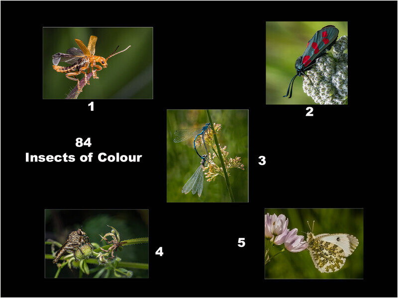 84 Insects of Colour Layout Sheet  - Cheryl Hewitt-Bronze-Digital