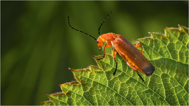 5 Leaf Life - Cheryl Hewitt - Silver