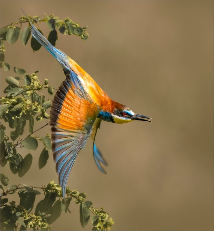 Print-Gold-Jan Sullivan-Taking Flight - 2nd Open