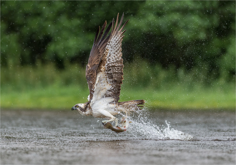 Osprey Takeaway - Neil Thomas ( CPAGB )