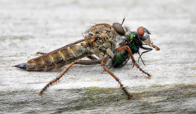 2nd Liz Wallace Robber Fly with Prey - Gary Jenkins Memorial