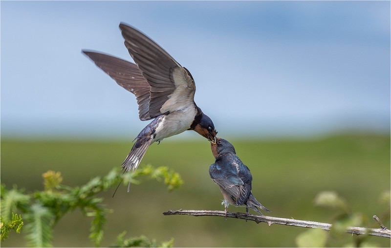 2nd PDI- Swallow Feeding Its Baby-Al Rees - Wildlife