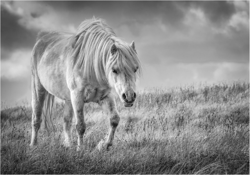3rd Print-Free To Roam-Jan Sullivan - Mono