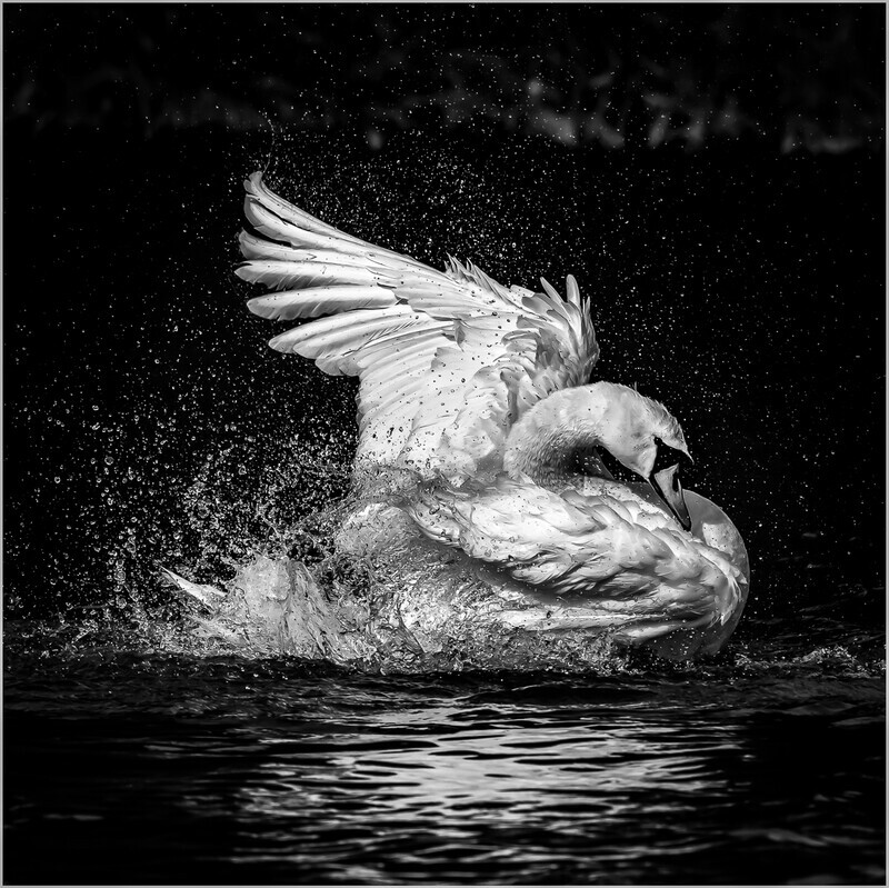 3rd Rob Cox  Swan in a flap - Mono
