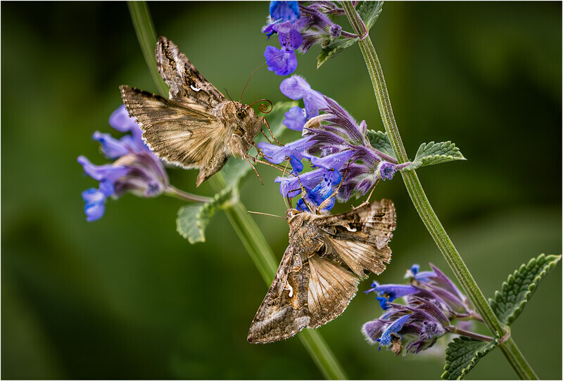 Print - Silver - Cheryl Hewitt - Sharing Silver Y Moths - 1st Open