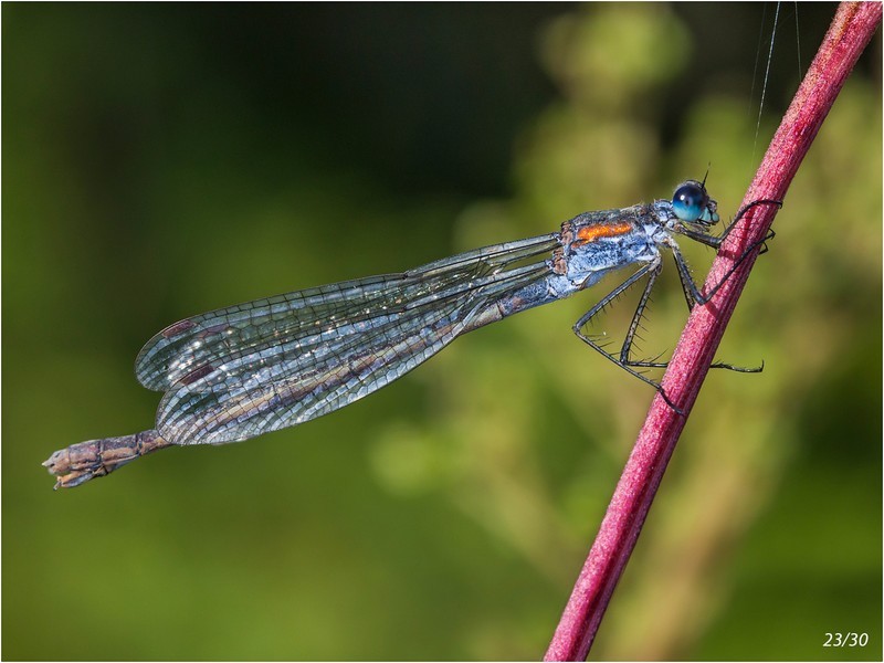 10_CE275_Emerald Damselfly Score 231 - GARY JENKINS (CPAGB)