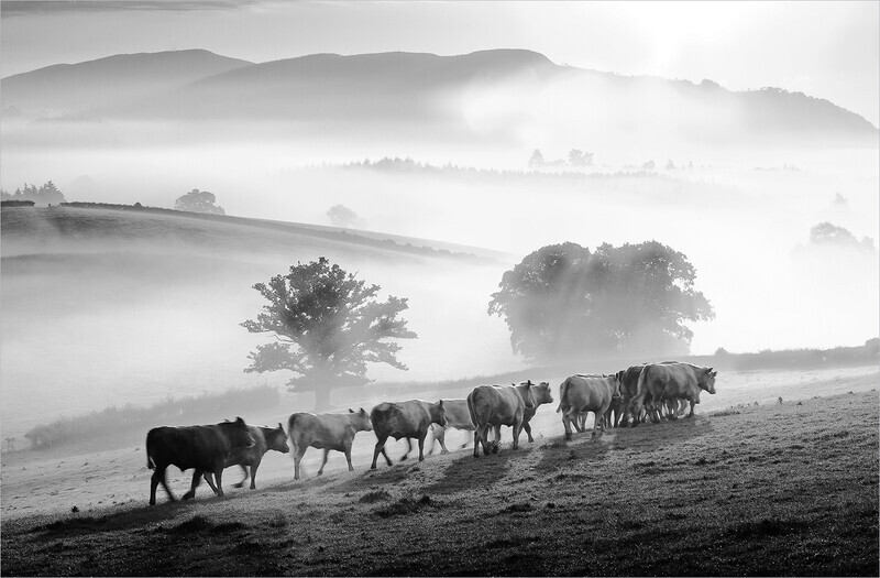 3rd-Paul Richards - A Misty Morning in the Valley - Mono 2020