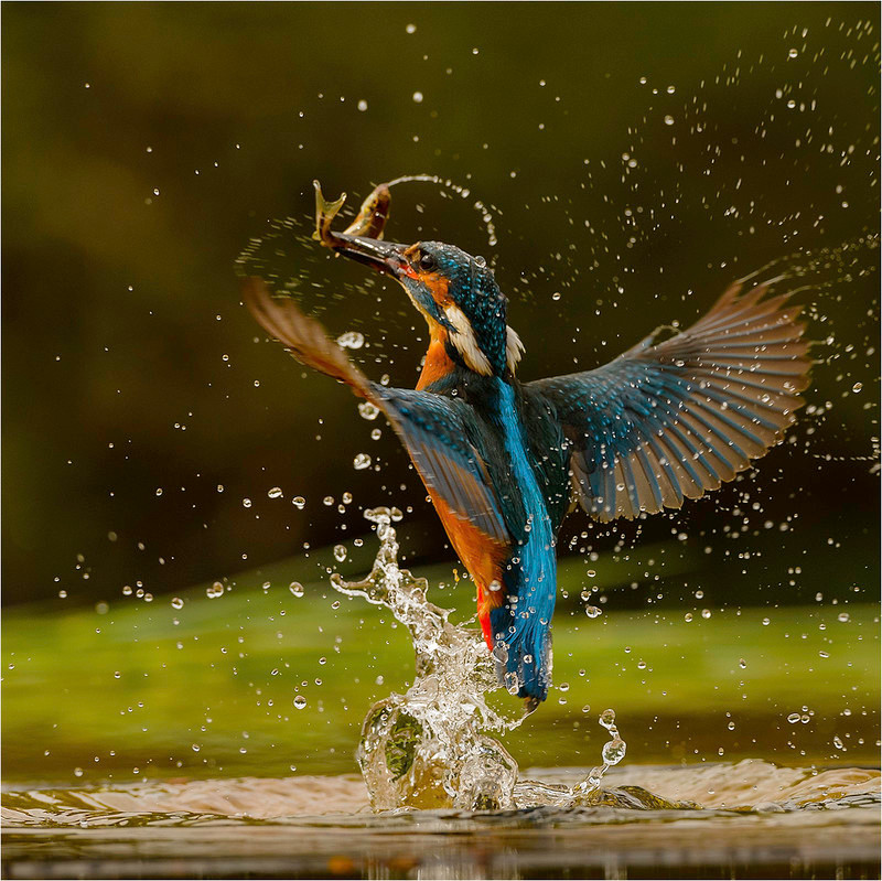 Kingfisher Eruption - Neil Thomas ( CPAGB )