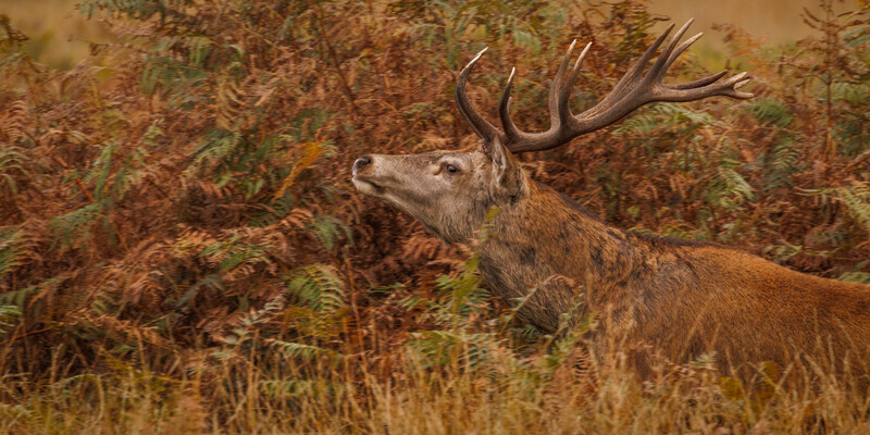 4-Autumn colours in the ruting season - Dave Bolton - Bronze