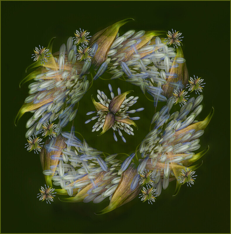 Digital - Silver - Cheryl Hewitt - Agapanthus wreath - Creative