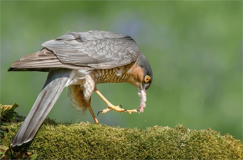 Sparrowhawk With Prey - CHARLES KIDD (EFIAP)