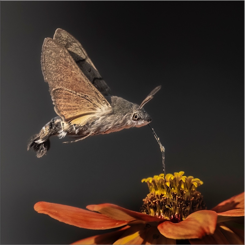 Silver - Jan Sullivan - Humming Bird Moth - Digital Photograph of the The Year
