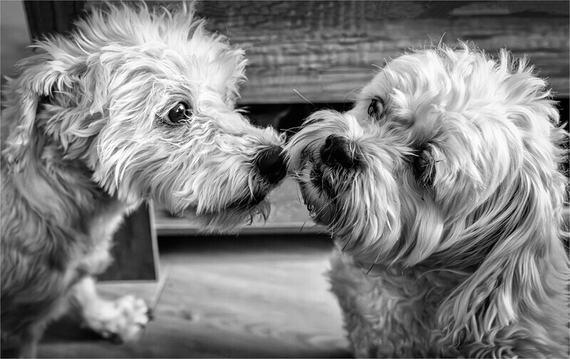 Commended - Companions -  Charlie Kidd - Mono Pet Portraits
