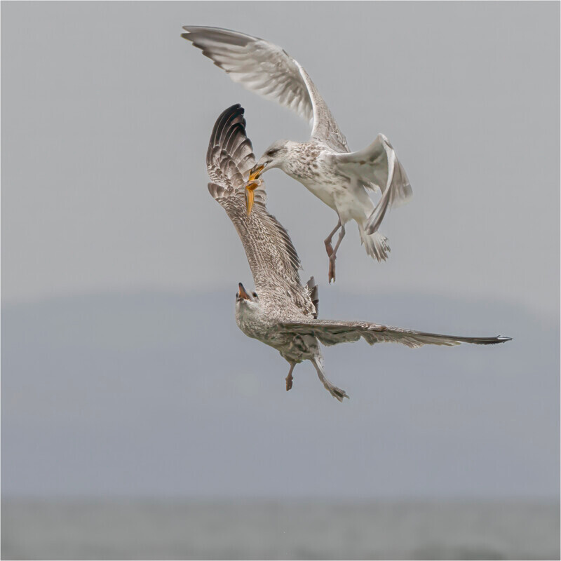 5 Aerail Ambush - Jan Sullivan - Gold