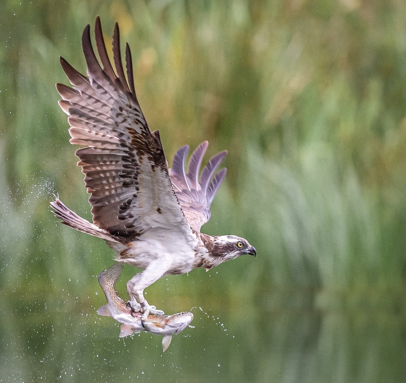 3rd Print Osprey with rainbow trout Charlie Kidd - Nature