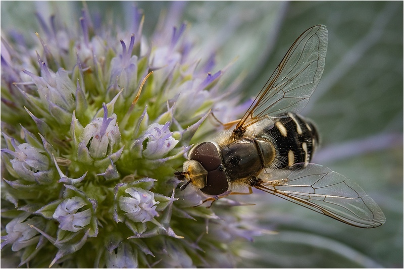 2nd Print Scaeva pyrastin pied hoverfly Cheryl Hewitt - Nature