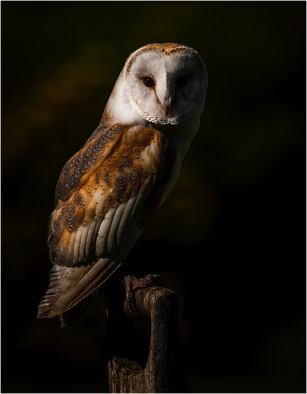 Digital - Bronze - John Powell - Barney - 3rd Open