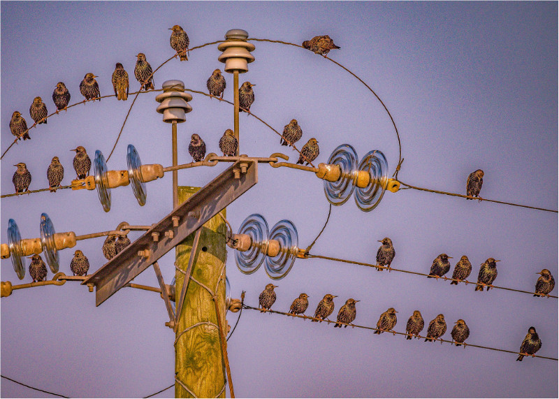 3rd Print-Bird On A Wire-Cheryl Hewitt - 3rd Open