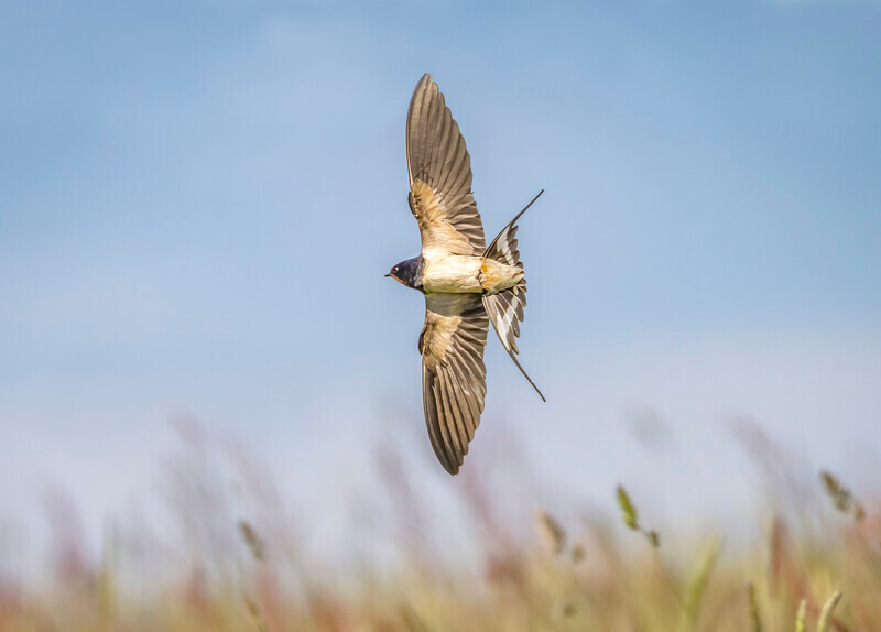 Print-Bronze Dave Bolton-hunting swallow on the turn - 3rd Open