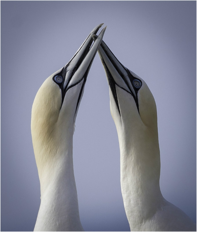 2nd PDI Gannet Love Neil Thomas - Natural History