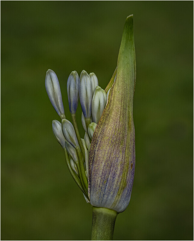 84 Agapanthus 3_ - Cheryl Hewitt-Gold-PRINT