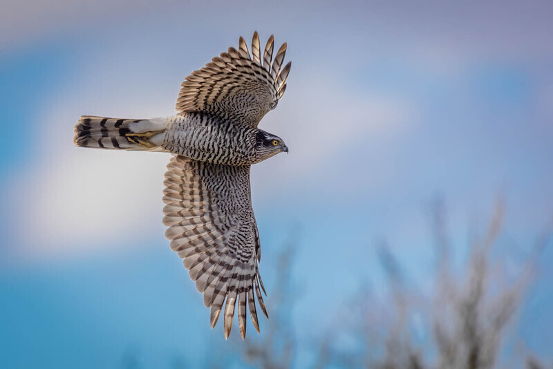 Silver-Digital-Dave Bolton-sparrow hawk fly-by - 3rd Open