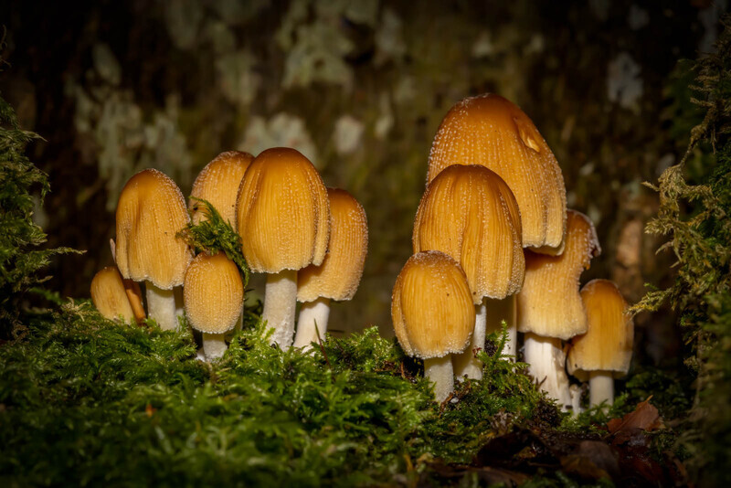 Bronze-Digital-Dave Bolton-woodland inkcap cluster - Gary Jenkins Memorial