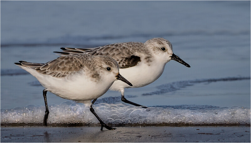Print - Silver - Cheryl Hewitt - Sanderling Syncrony - 3rd Open