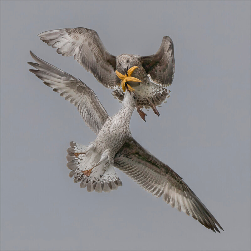 3 Aerail Ambush - Jan Sullivan - Gold